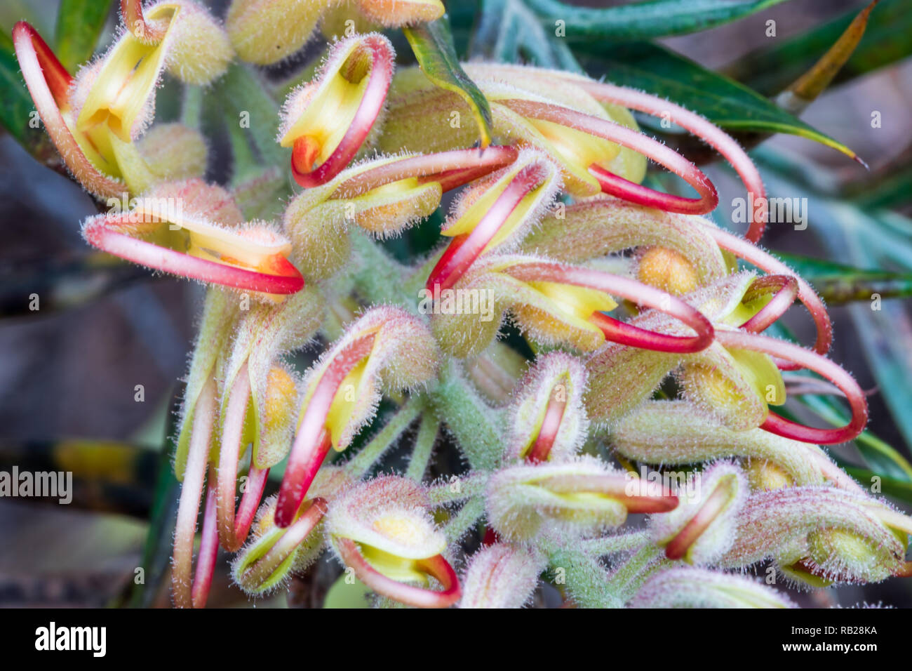 grevillea - an australian native plant Stock Photo