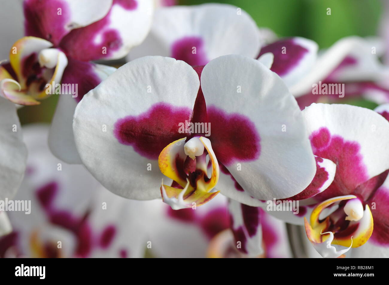 moth orchid, lepkeorchidea, Phalaenopsis, Orchidaceae Stock Photo
