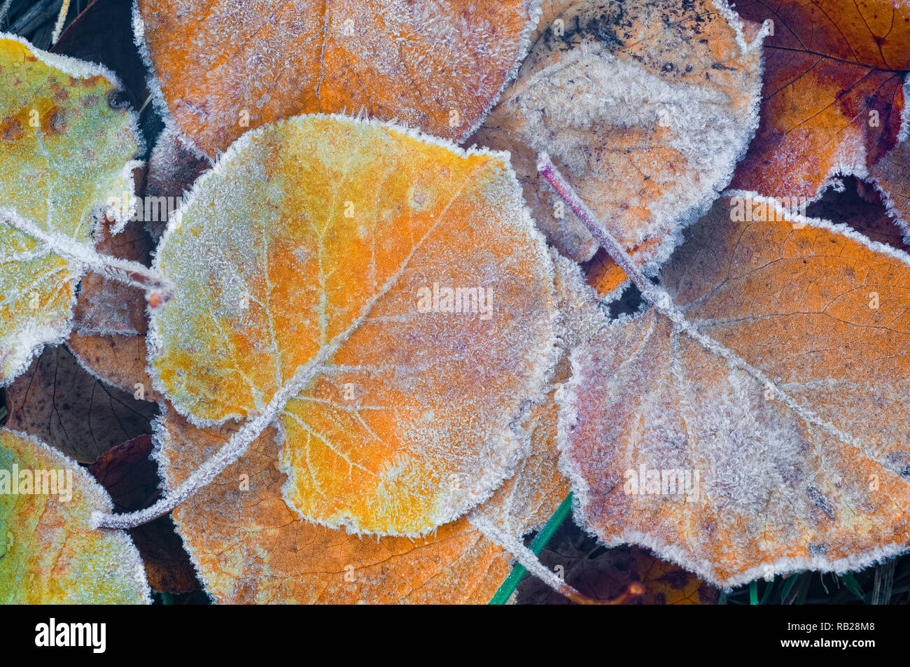 Abstract image of Apricot leaves on the ground during late Autumn, covered in frost. Stock Photo