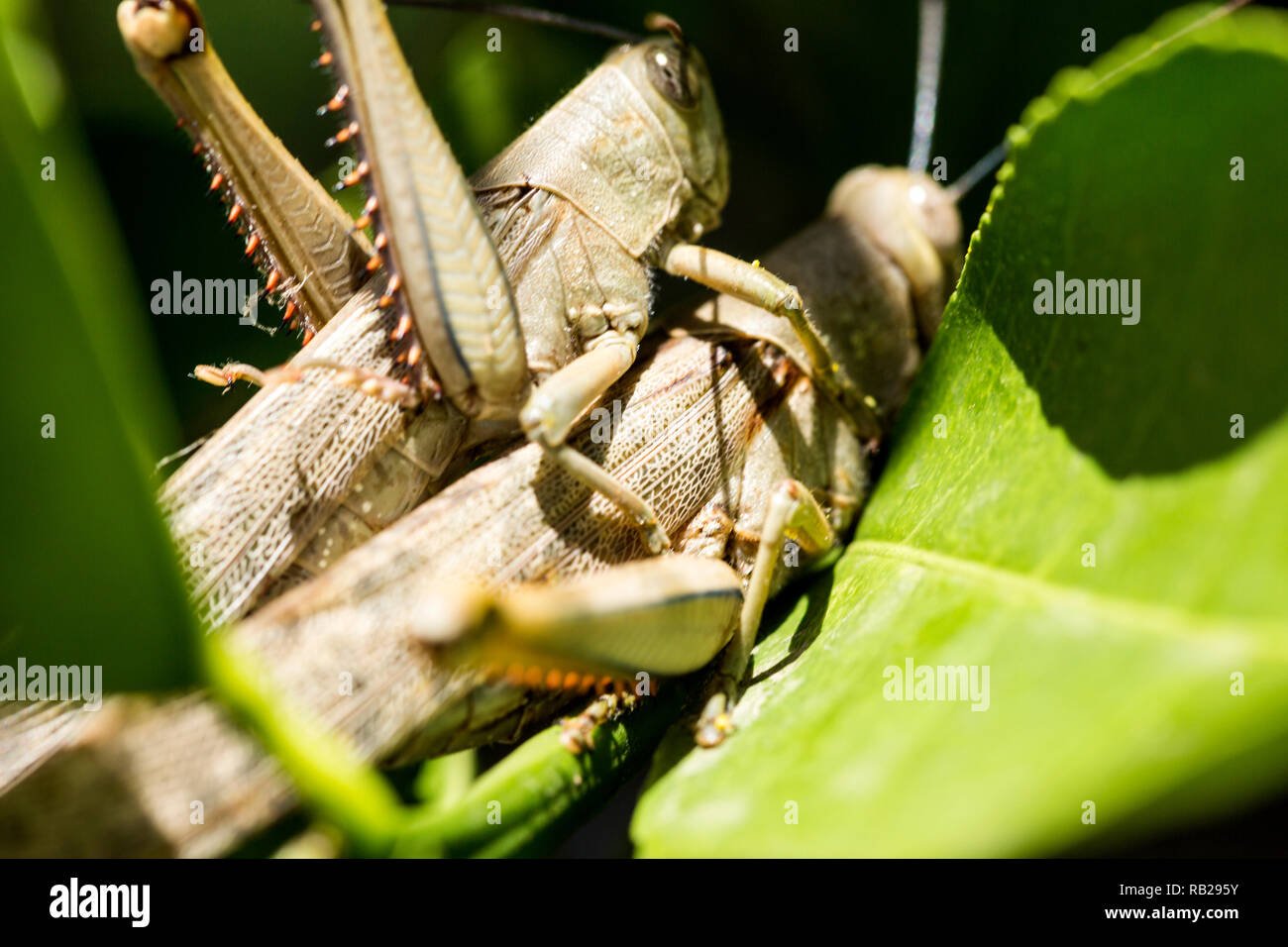 Hedge Grasshoppers, Valanga irregularis, in a mating position. The smaller insect is the male and is on top of the female or the larger insect Stock Photo