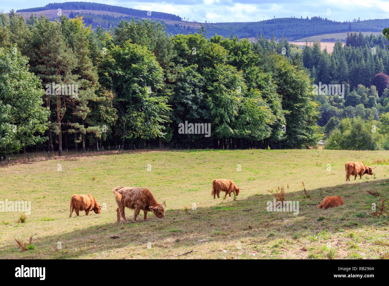 Shaggy Scottish Highland Cattle on a sunlit meadow Stock Photo - Alamy