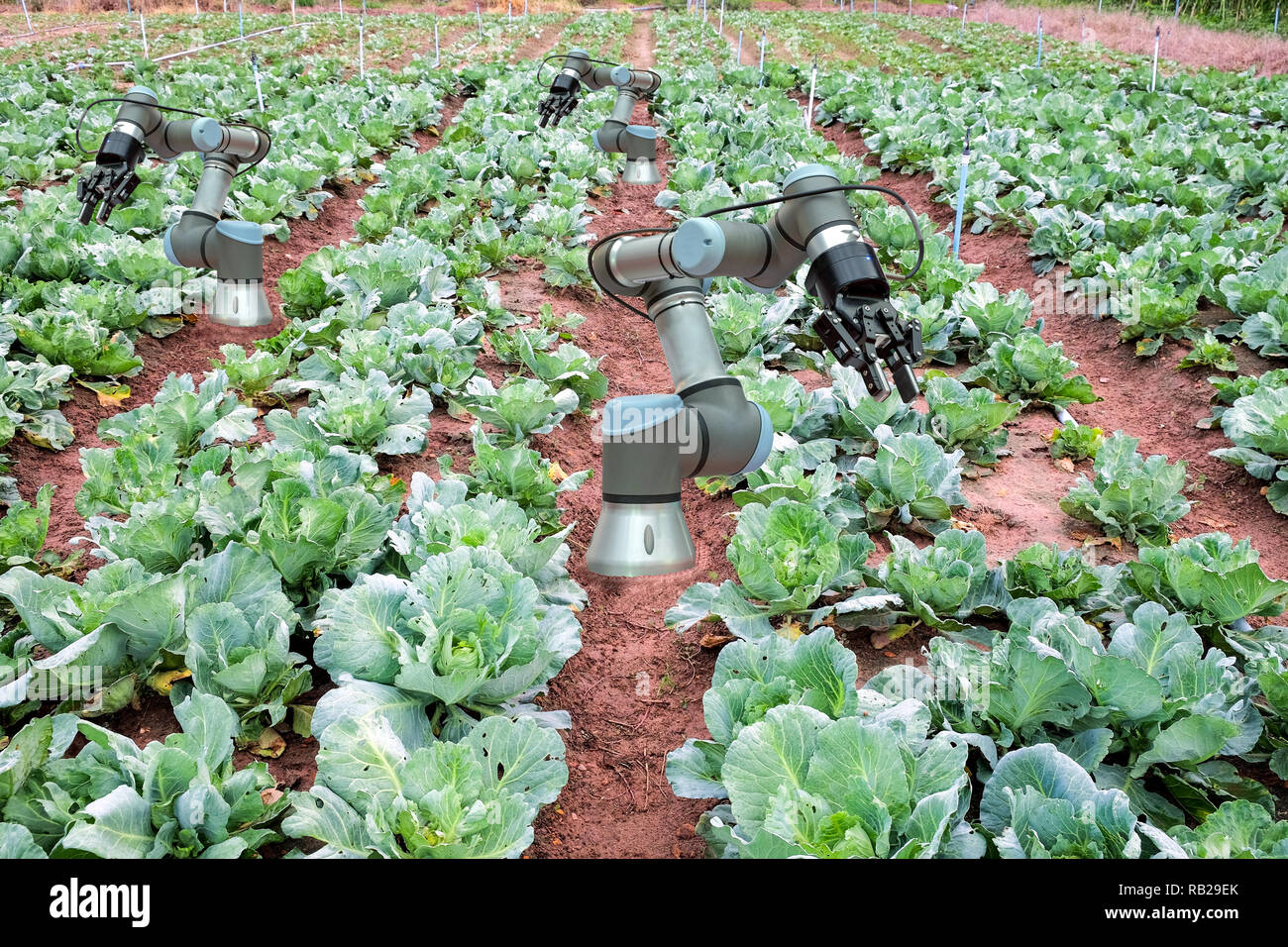 Cabbage field of farmer have installed a robot for help a harvesting. smart farming 4.0 concept Stock Photo