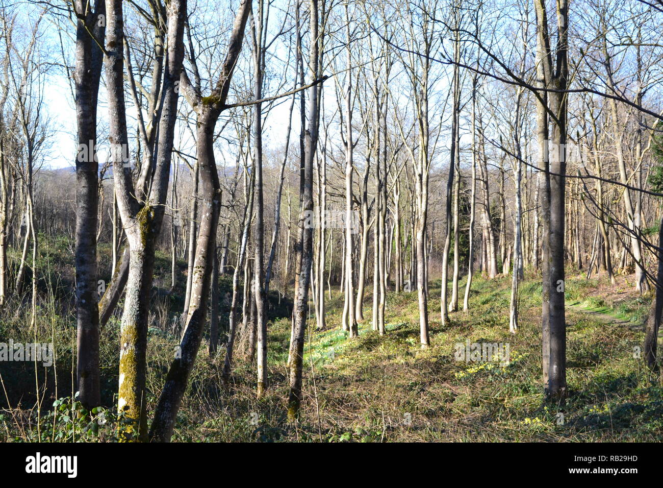 Park Wood next to Hever Castle and Gardens, Hever, Kent, England, in late March. Wildflowers like primroses carpet the woods showing spring is here Stock Photo