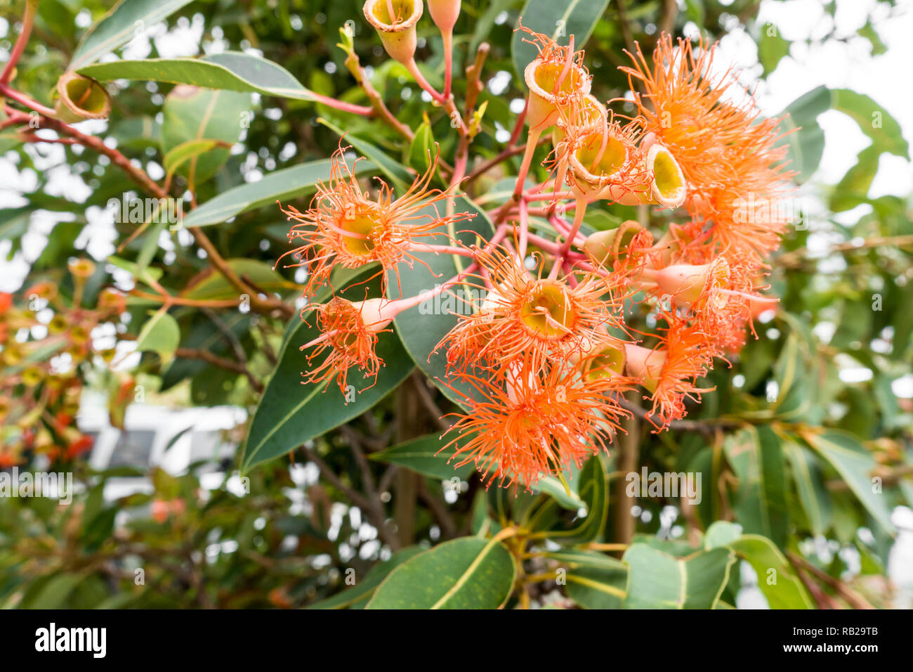 Flowers and leaves of the Australian Red Ironbark tree, Eucalyptus Sideroxylon rosea. Stock Photo