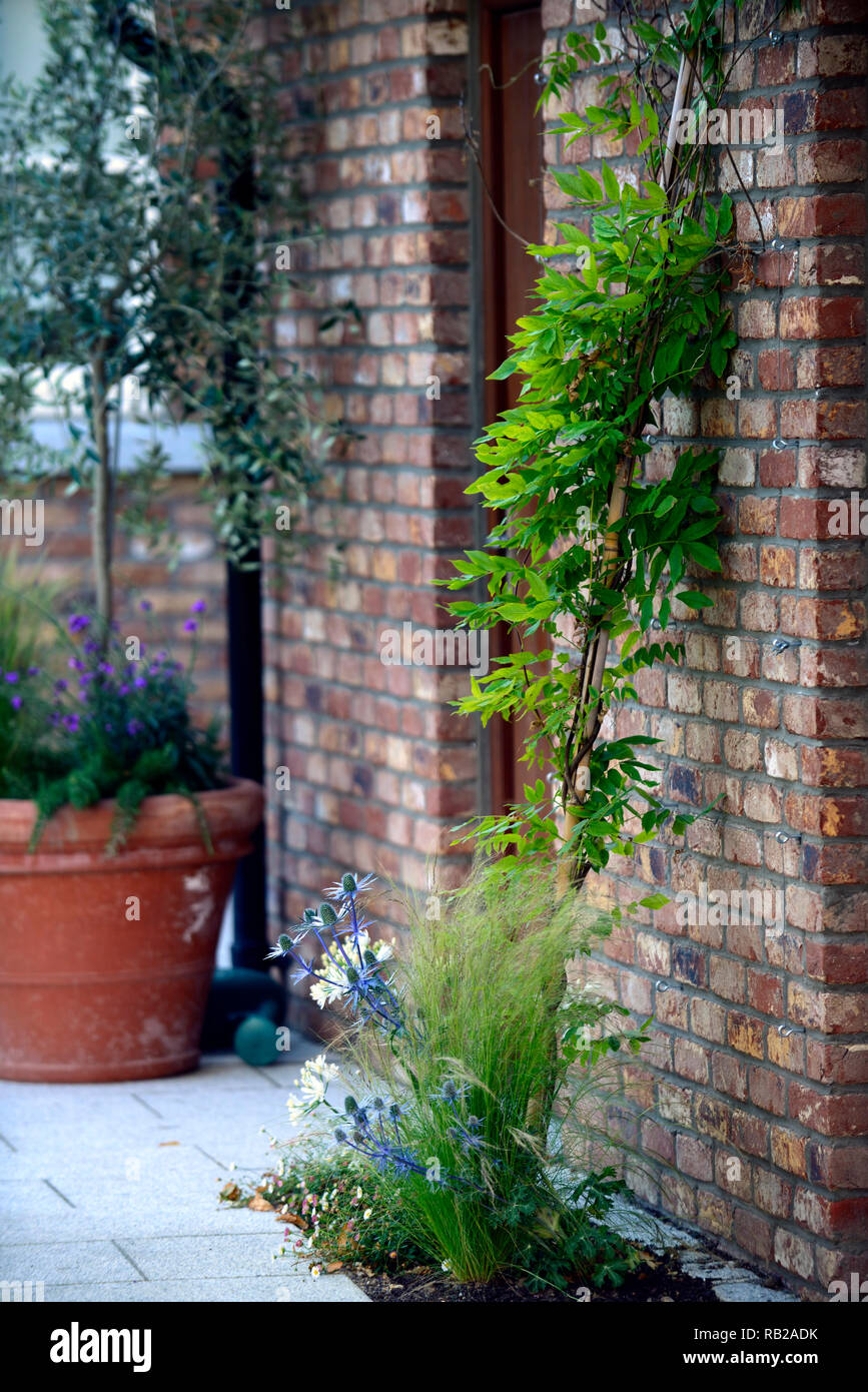 newly planted wisteria,redbrick wall,terracotta pot,olive tree,sapling,terrace,patio,garden design,garden feature,RM Floral Stock Photo