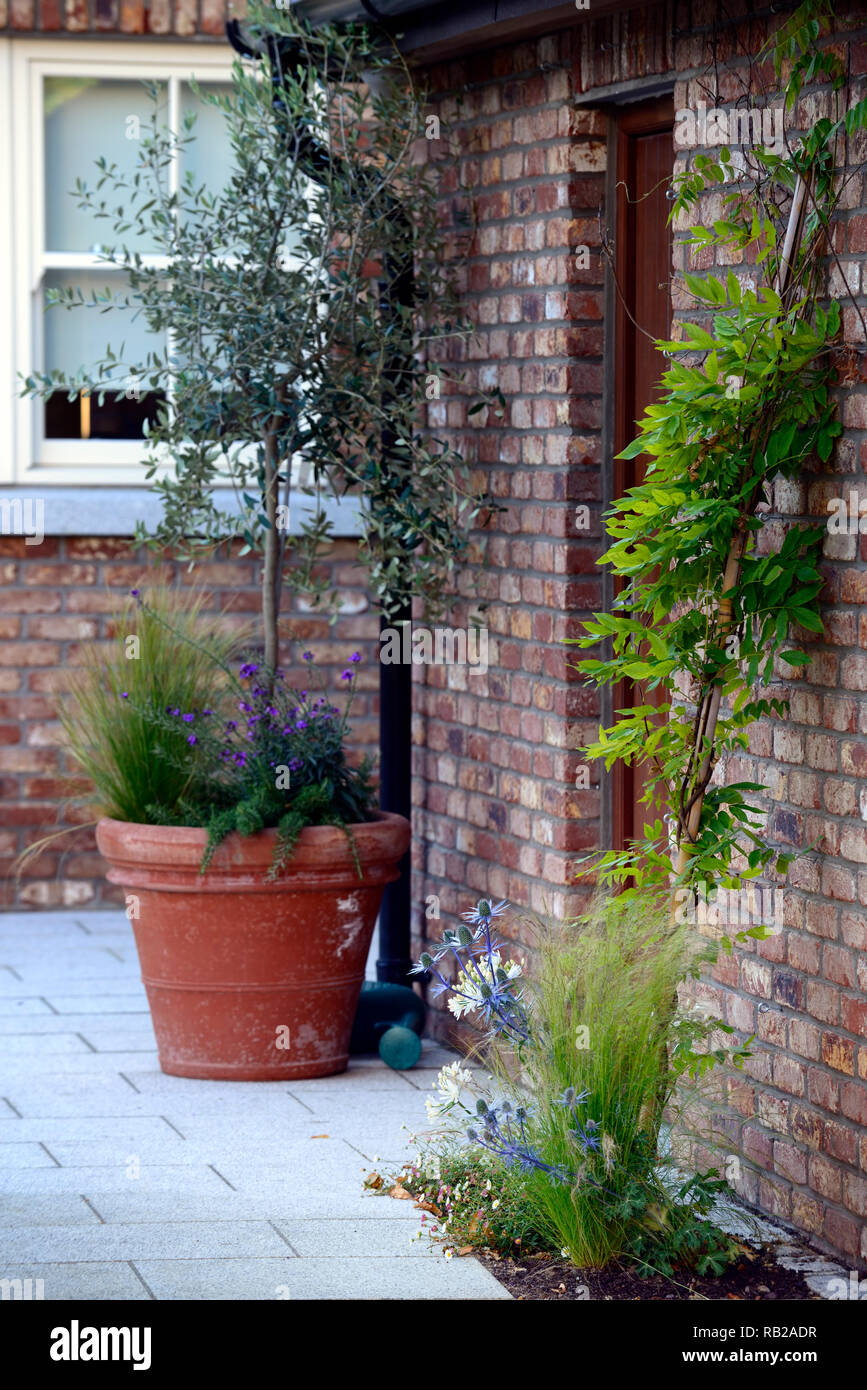 newly planted wisteria,redbrick wall,terracotta pot,olive tree,sapling,terrace,patio,garden design,garden feature,RM Floral Stock Photo