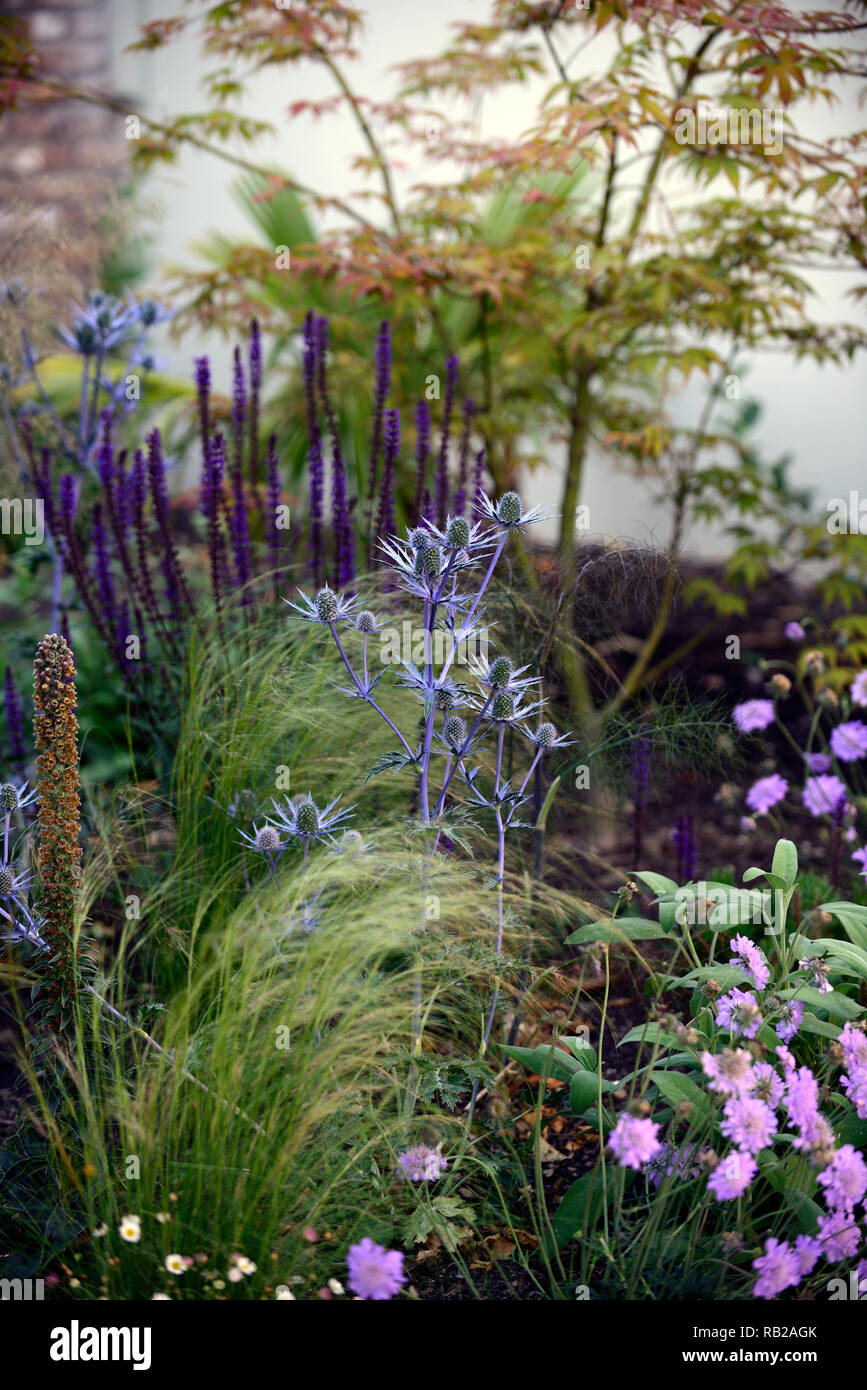 newly planted,mix,mixed,perennial bed,border,scabiosa,eryngium,verbena