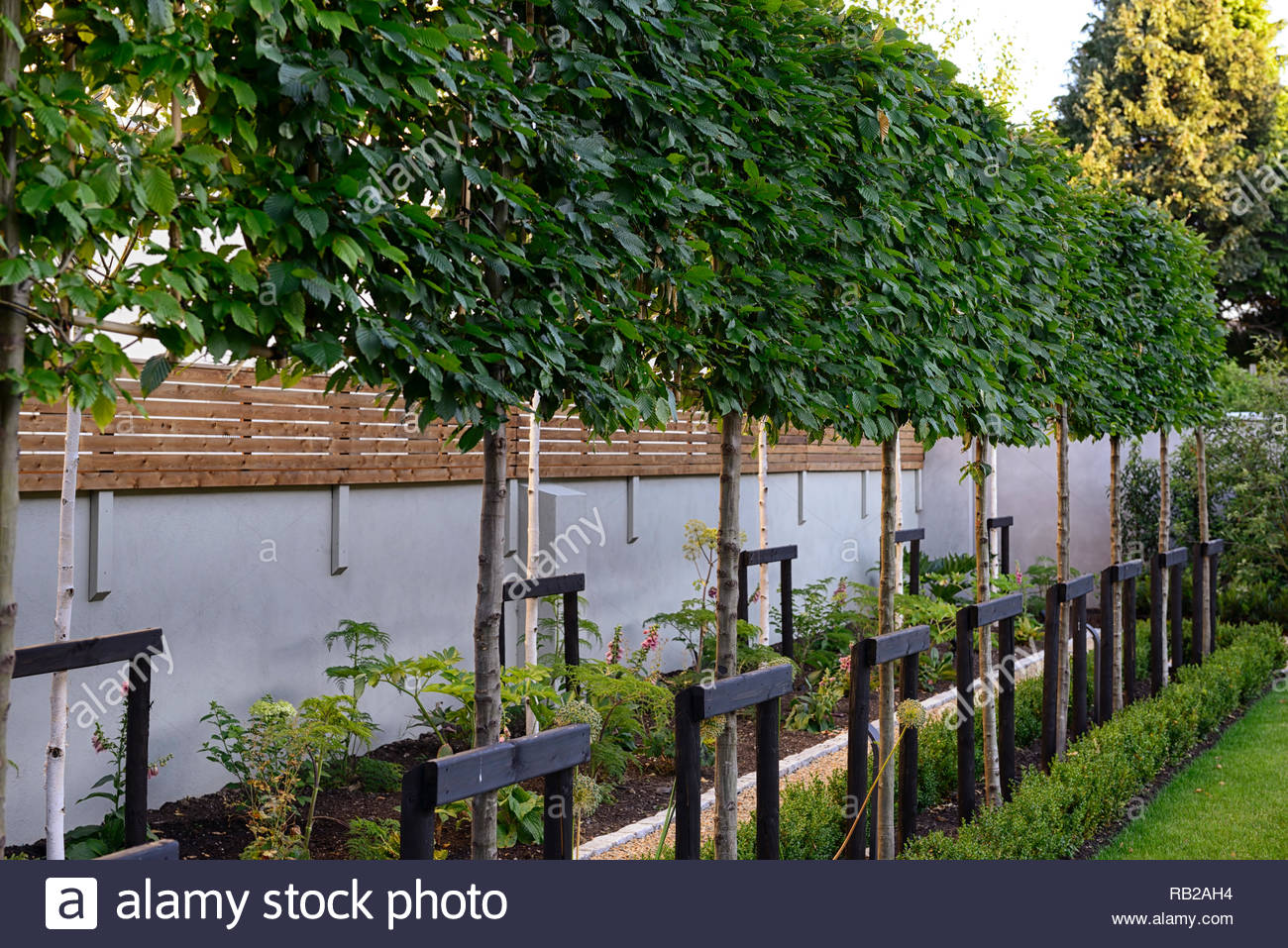 Pleached Hornbeam Newly Planted Decisuous Tree Trees Pleached