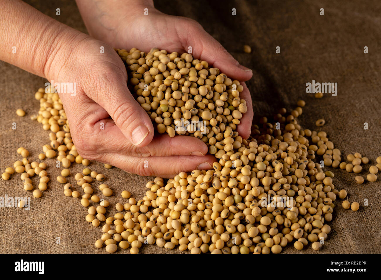 Raw soybeans in hands Stock Photo Alamy
