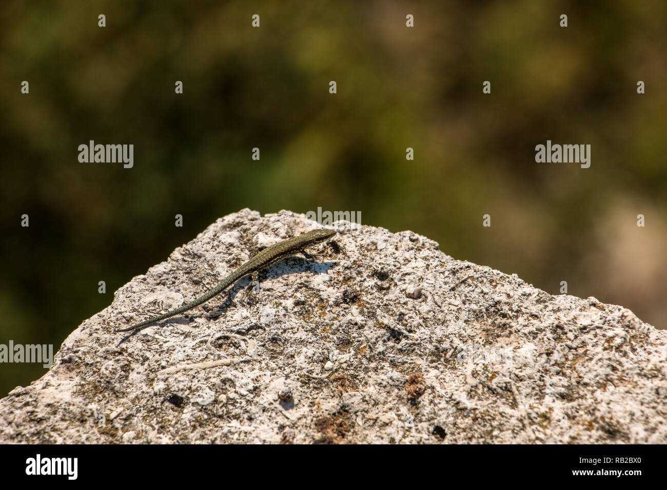 Little lizard on a big rock and blurred background Stock Photo