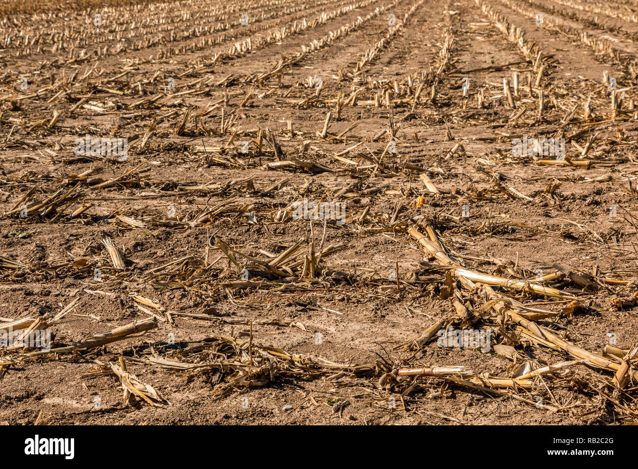 Big harvested corn field with brown soil Stock Photo Alamy