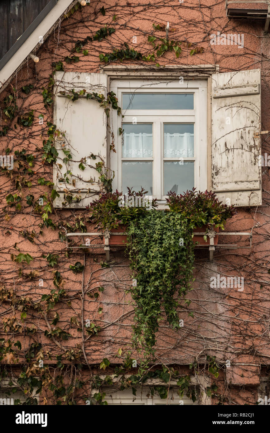 Old house with ivy and white shutters Stock Photo - Alamy