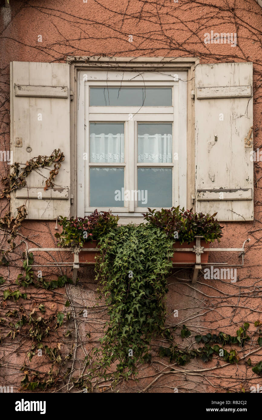 Old house with ivy and white shutters Stock Photo - Alamy