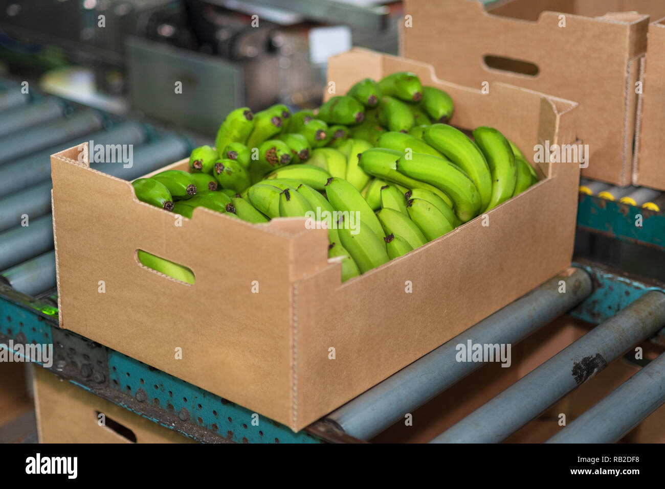 banana box full of ripe green banana in packaging chain Stock Photo Alamy