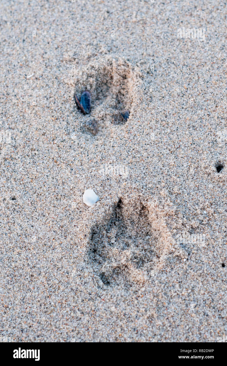 jackal footprint on the beach, Cape Cross, Namibia Stock Photo