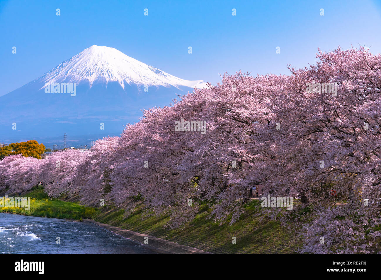 Pins Japanese Mt Fuji Cheery Blossom from Kyoto Japan 