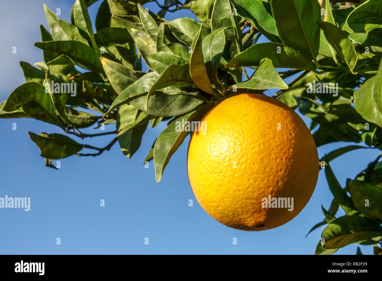 Ripening orange on tree branch, Valencia region, Spain Stock Photo