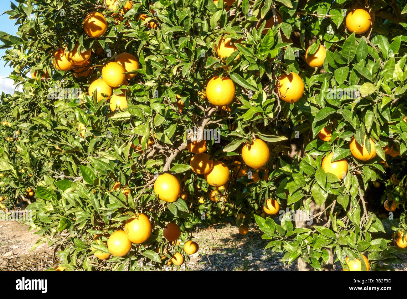 Valencia spain orange orchard hi-res stock photography and images - Alamy