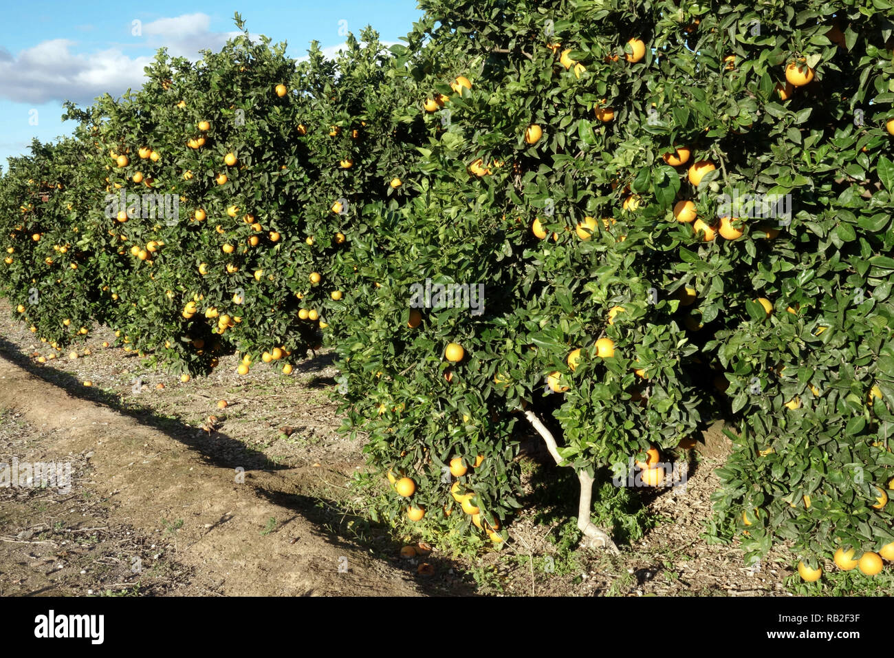 Valencia orange trees in orchard, ripening fruits, Valencia region