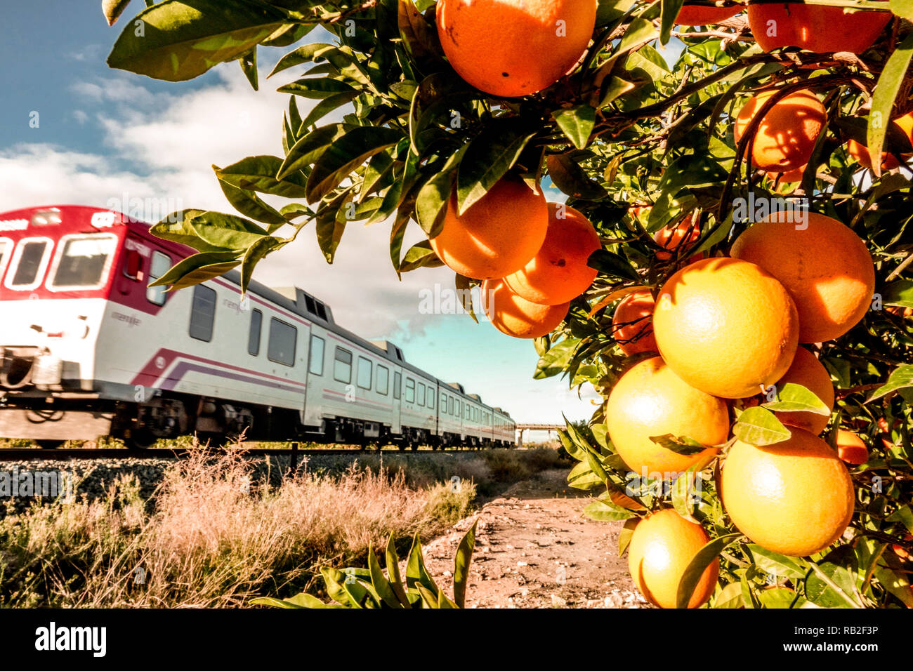 Orchard of ripening oranges on sunshine and train, Valencia Spain RENFE agriculture Stock Photo