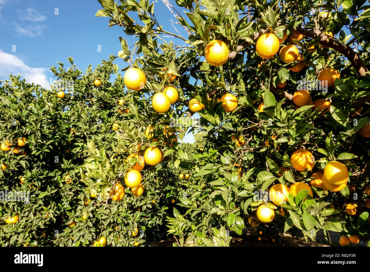 Oranges on trees, Valencia Spain Stock Photo