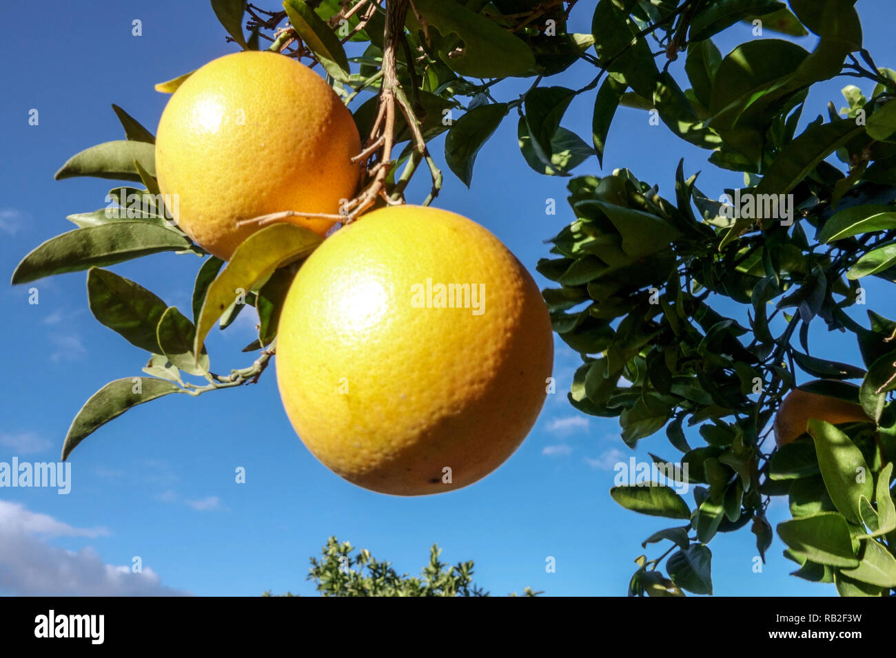 Orange spain hires stock photography and images Alamy