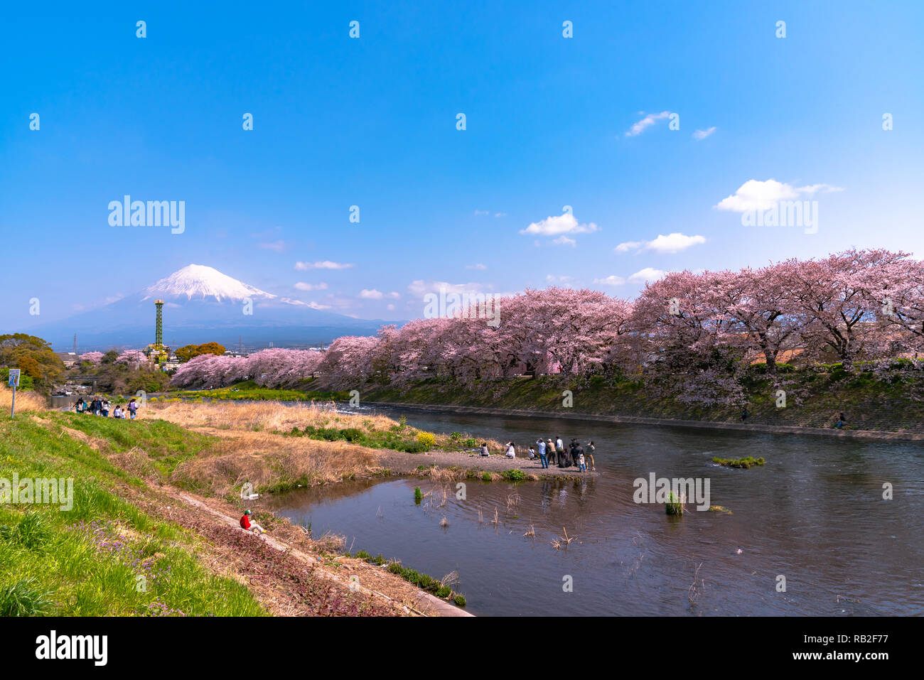 View of Mount Fuji with Sakura cherry blossom at Ryuganbuchi, Shizuoka, Japan. Stock Photo