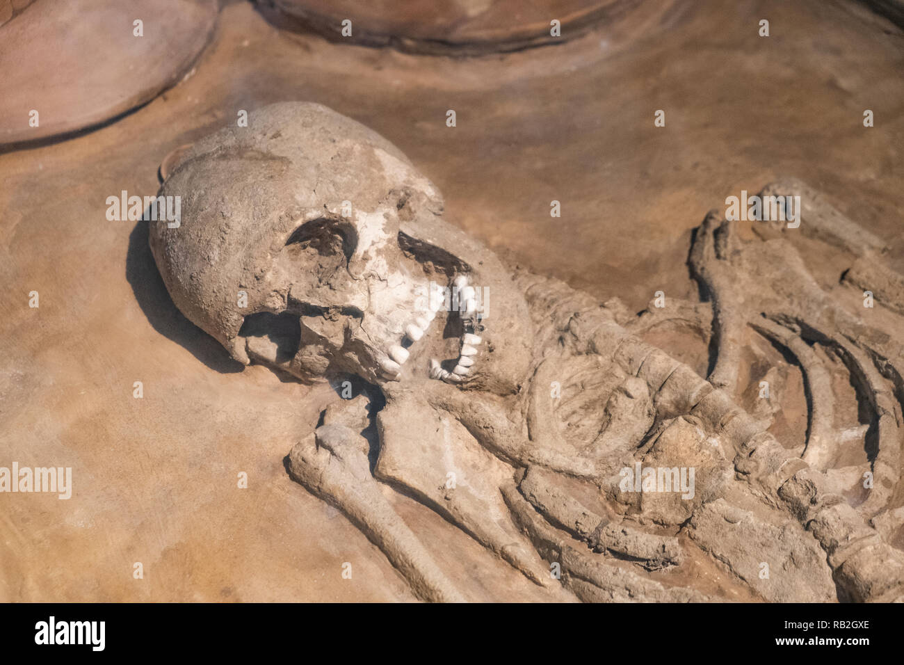 Female skeleton (165 cms) from the harappan civilisation National Museum, New Delhi, India. Stock Photo