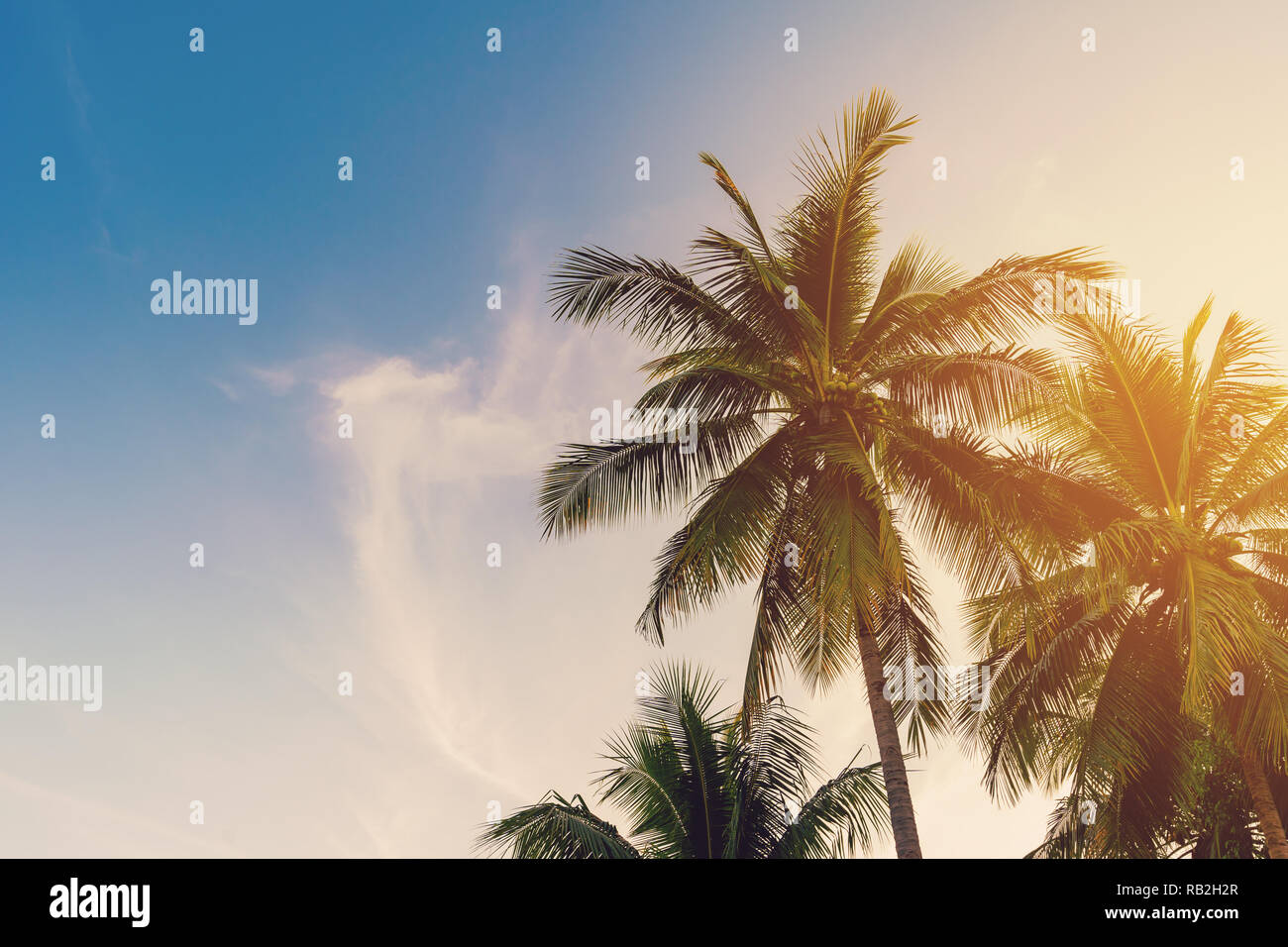 Coconut palm tree at tropical coast with vintage tone Stock Photo - Alamy