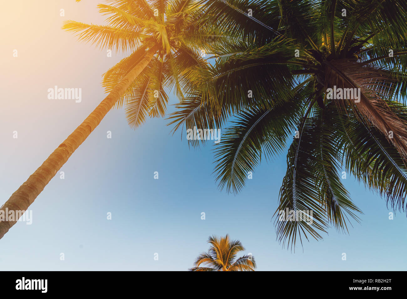 Coconut palm tree at tropical coast with vintage tone Stock Photo - Alamy