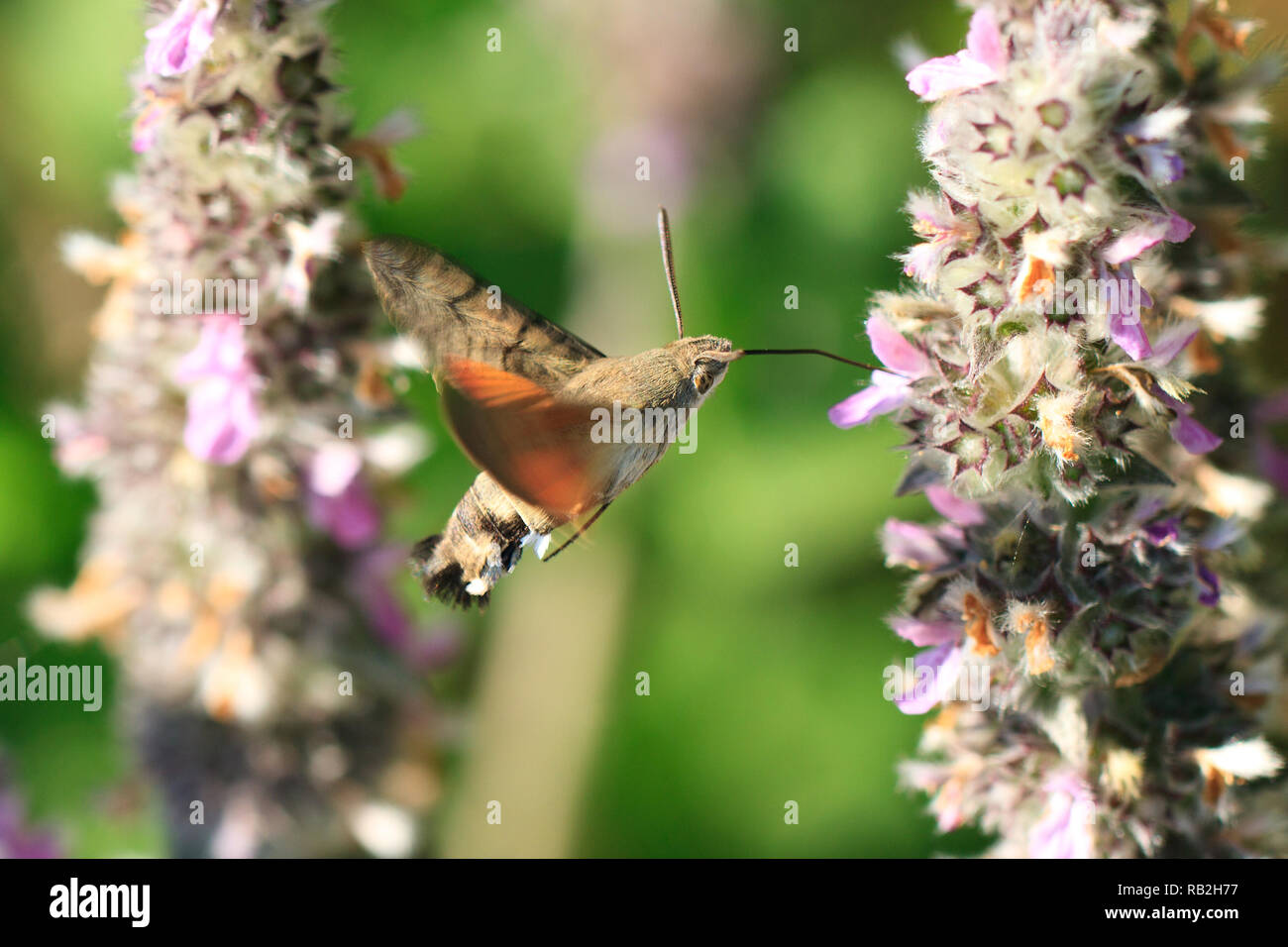 Hummingbird Moth drinks nectar from a mint flower Stock Photo