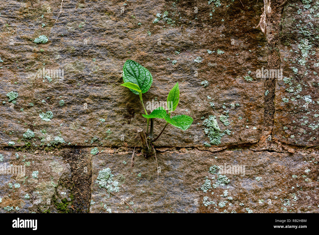 Plant developing in a crack on the wall - overcoming difficulties concept  Stock Photo - Alamy
