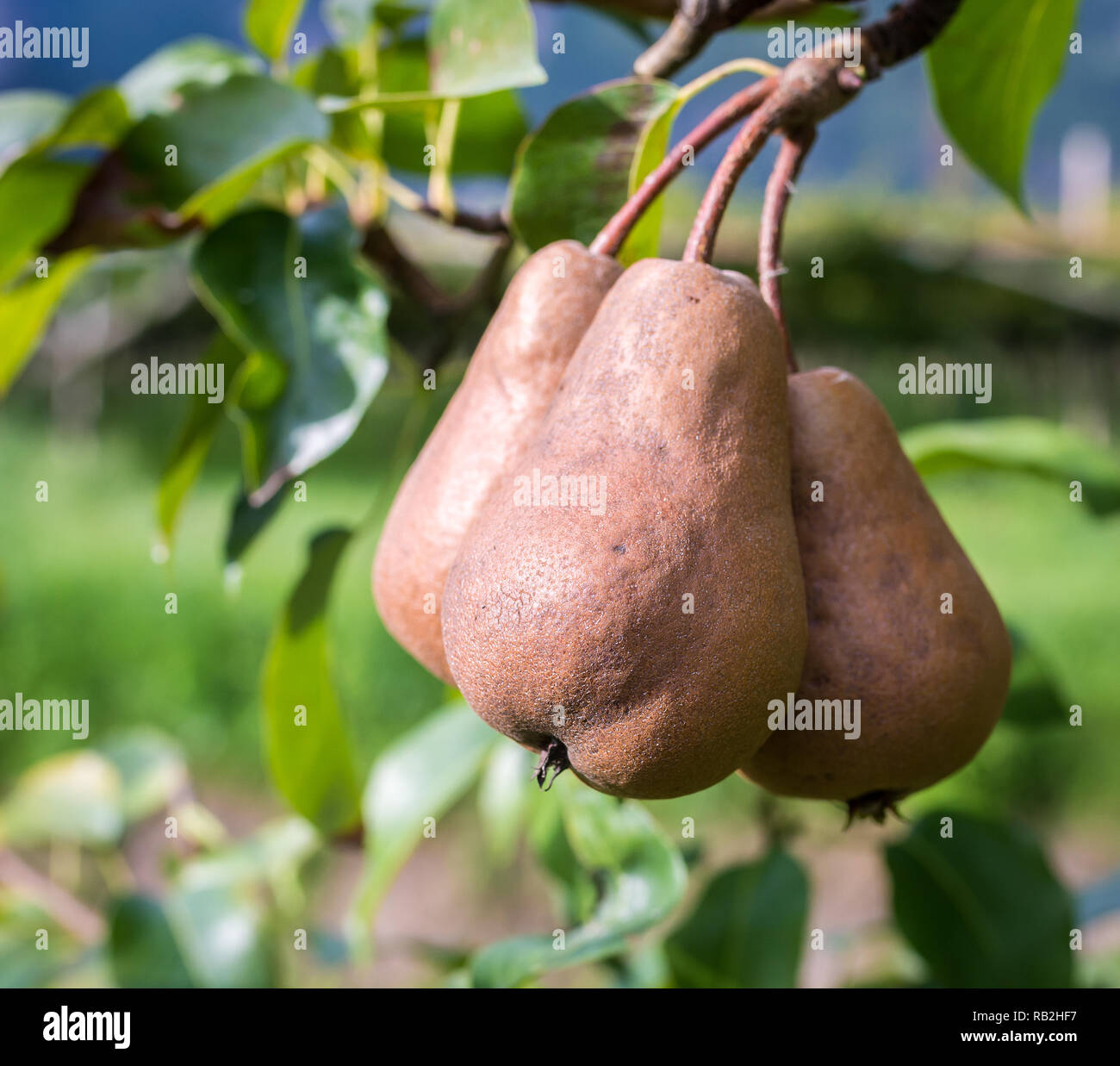 Bosc hires stock photography and images Alamy