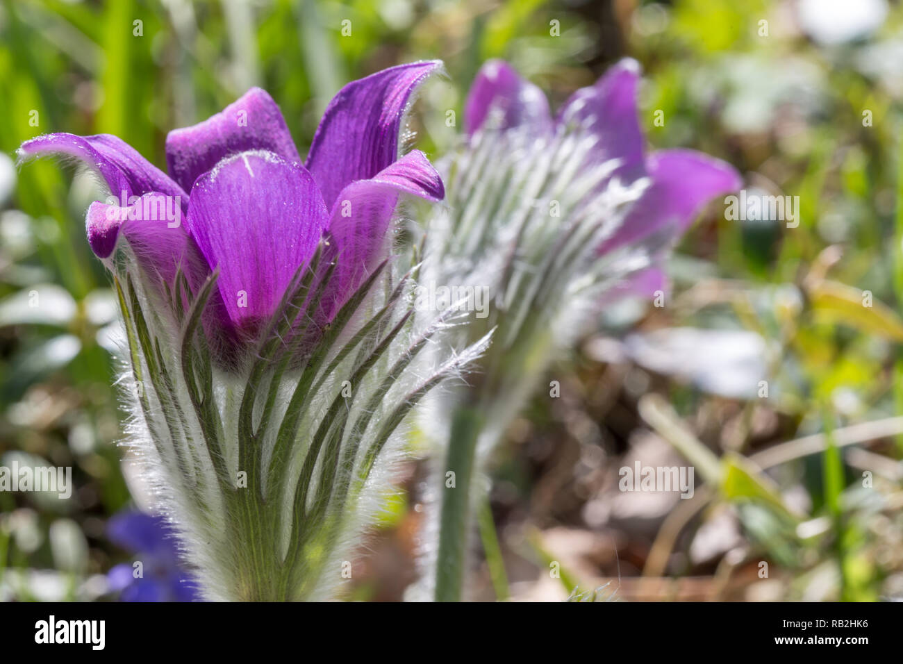 Pulsatilla pratensis, small pasque flower is a species of the genus Pulsatilla, native to central and eastern Europe, from southeast Norway and western Denmark south and east to Bulgaria. Postrelrel Stock Photo