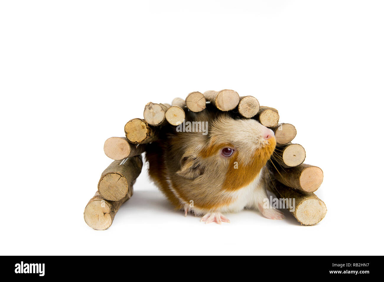 Domestic guinea pig (Cavia porcellus), also known as cavy or domestic cavy with wooden branch bridge isolated on white in studio. Stock Photo