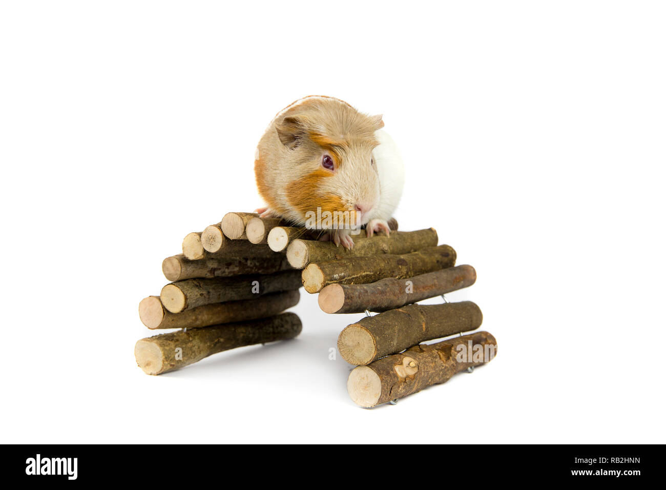 Domestic guinea pig (Cavia porcellus), also known as cavy or domestic cavy with wooden branch bridge isolated on white in studio. Stock Photo