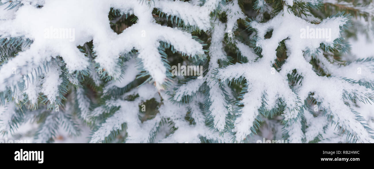Fir branch heavily covered with fresh snow on pure white background ...