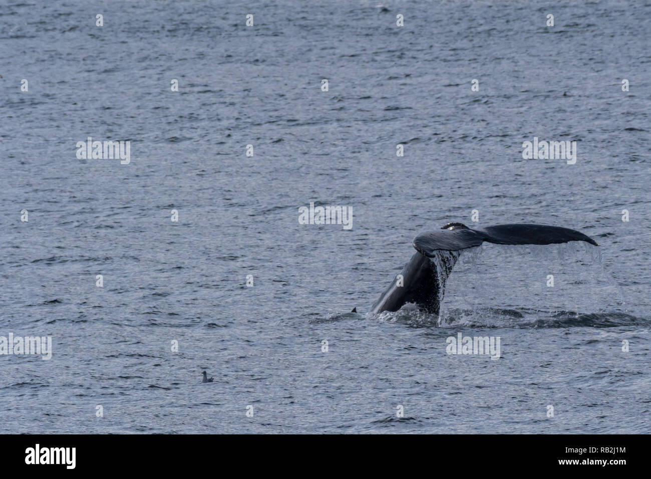 Tail flukes of a diving Humpback Whale (Megaptera novaeangliae) in Southeast Alaska's Inside Passage. Stock Photo