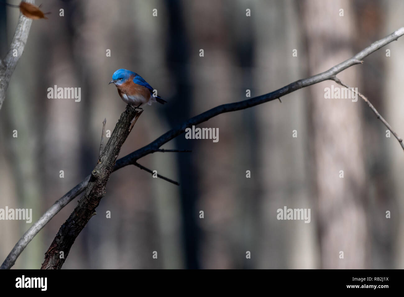 Eastern Bluebird (Sialia sialis) perching in tree Stock Photo - Alamy