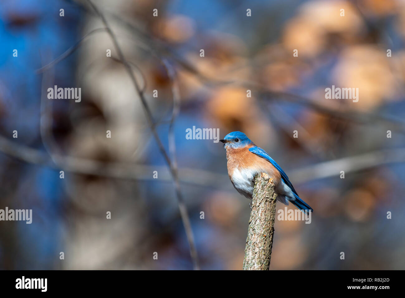 Eastern Bluebird (Sialia sialis) perching in tree Stock Photo - Alamy