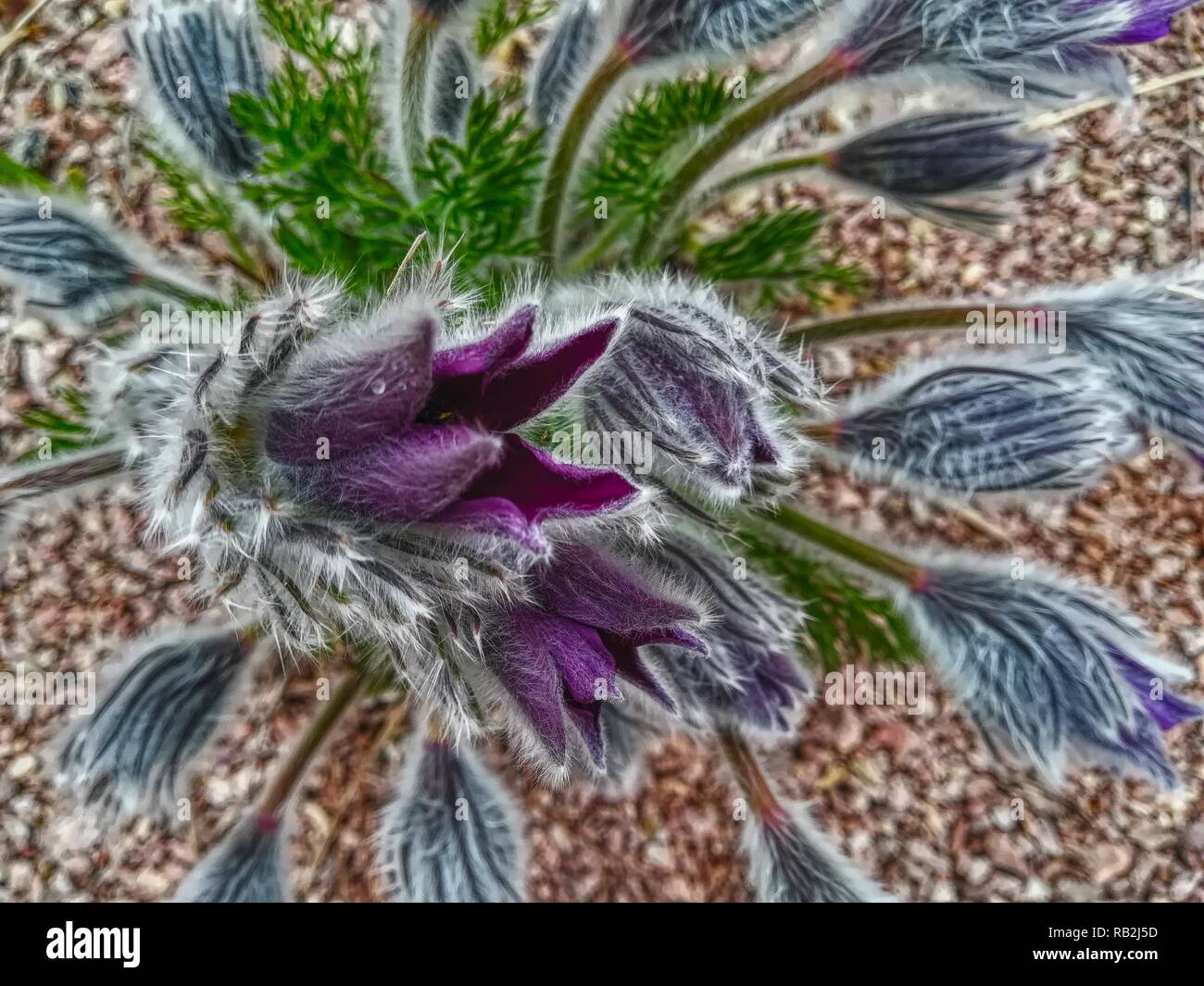 A purple Pasque flower (Pulsatilla) in spring time Stock Photo