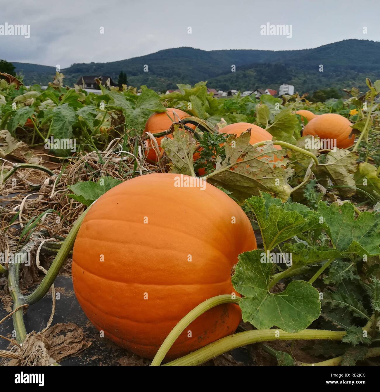 Pumpkin field with orange colored pumpkins and hills in background ...