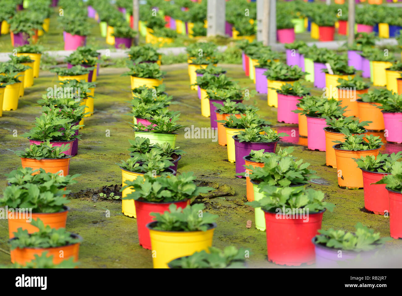 Amazing view of colorful flower pot in a garden Stock Photo