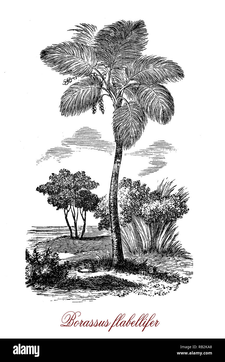 Vintage engraving of Borassus flabellifer or doub palm, tree  native to Southeast Asia with fan-shaped leaves used formats, baskets, fans, hats.The fleshy edible sweet fruits can be eaten raw or cooked. Stock Photo