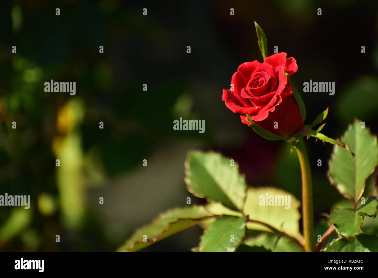 Red rose blooming hi-res stock photography and images - Alamy