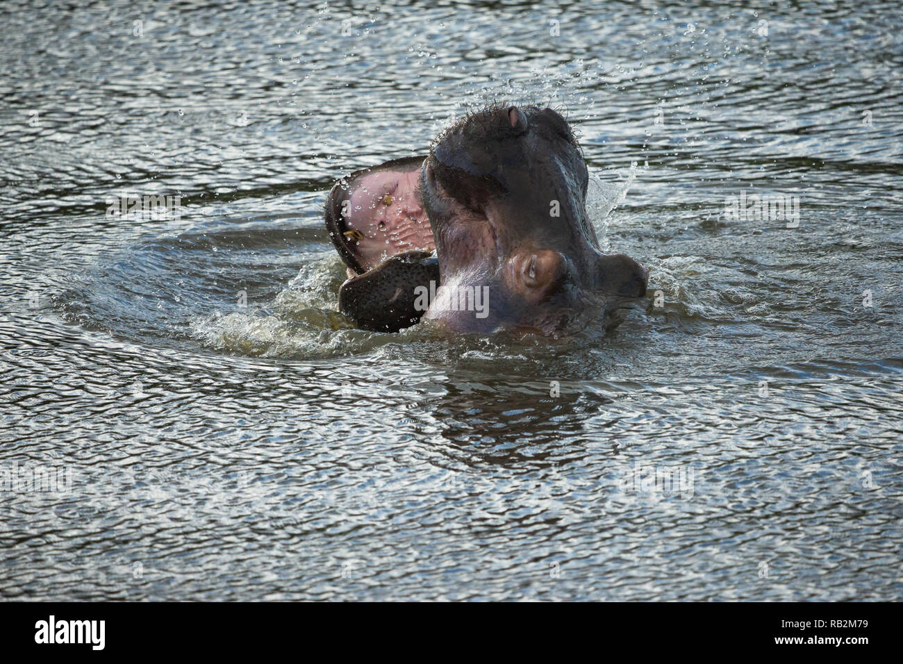 Hippo or Hippopotamus (Hippopotamus amphibius) at the water surface with their mouths open interacting in the wild of South Africa Stock Photo