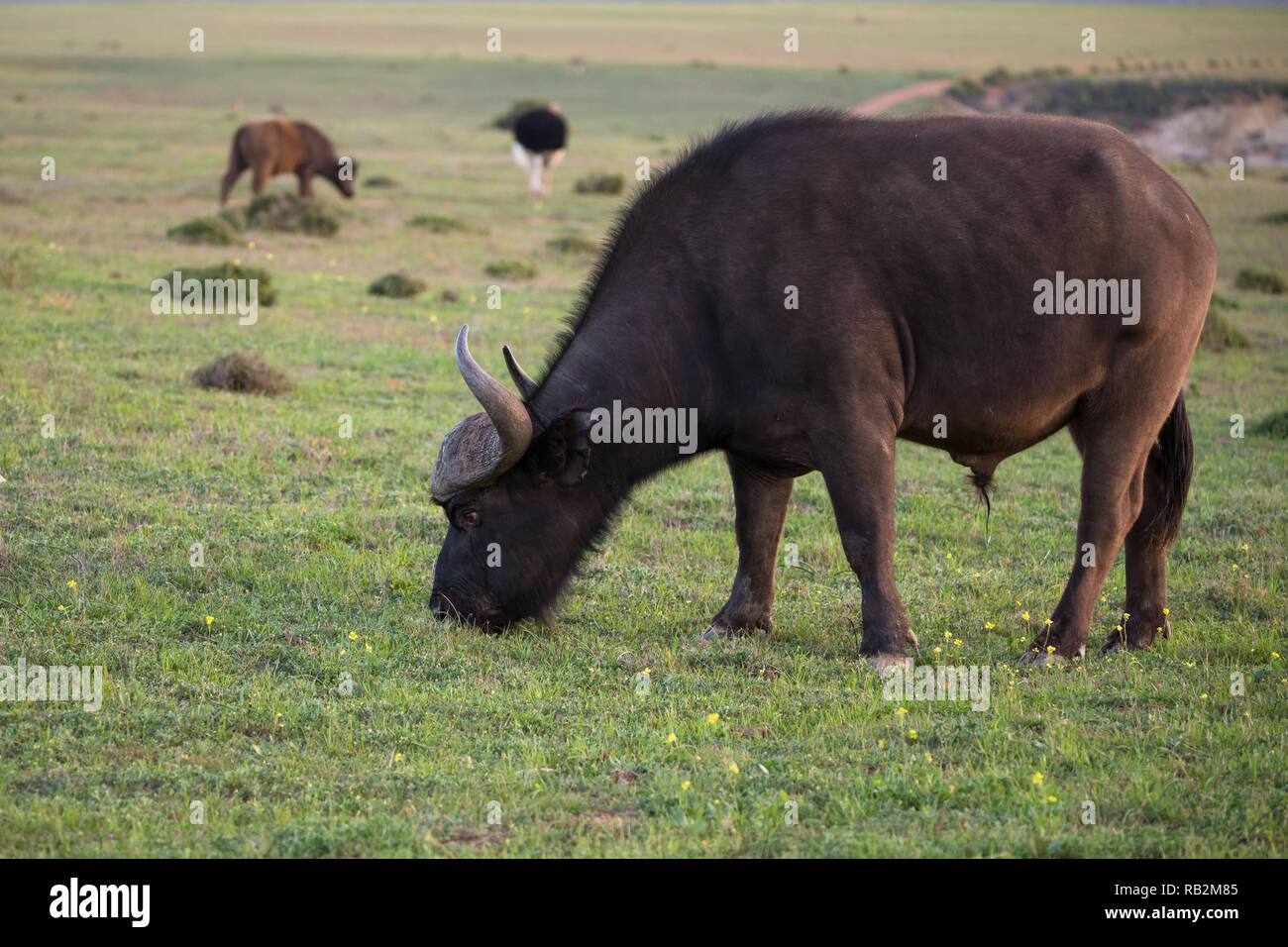 Cape Buffalo bull (Syncerus caffer caffer) grazing on grass in the wild of South Africa Stock Photo
