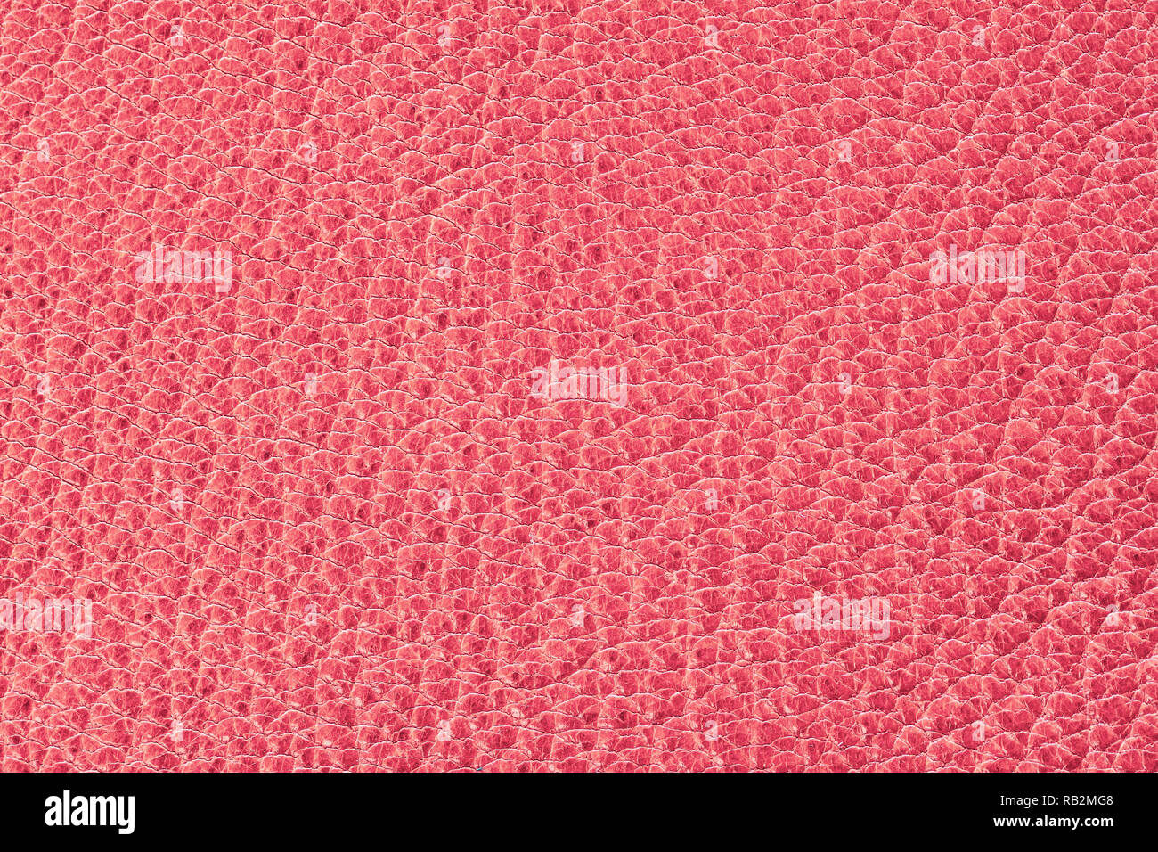 Genuine leather texture with embossed scales, pink red color of surface, trendy background, material for fashion accessories Stock Photo