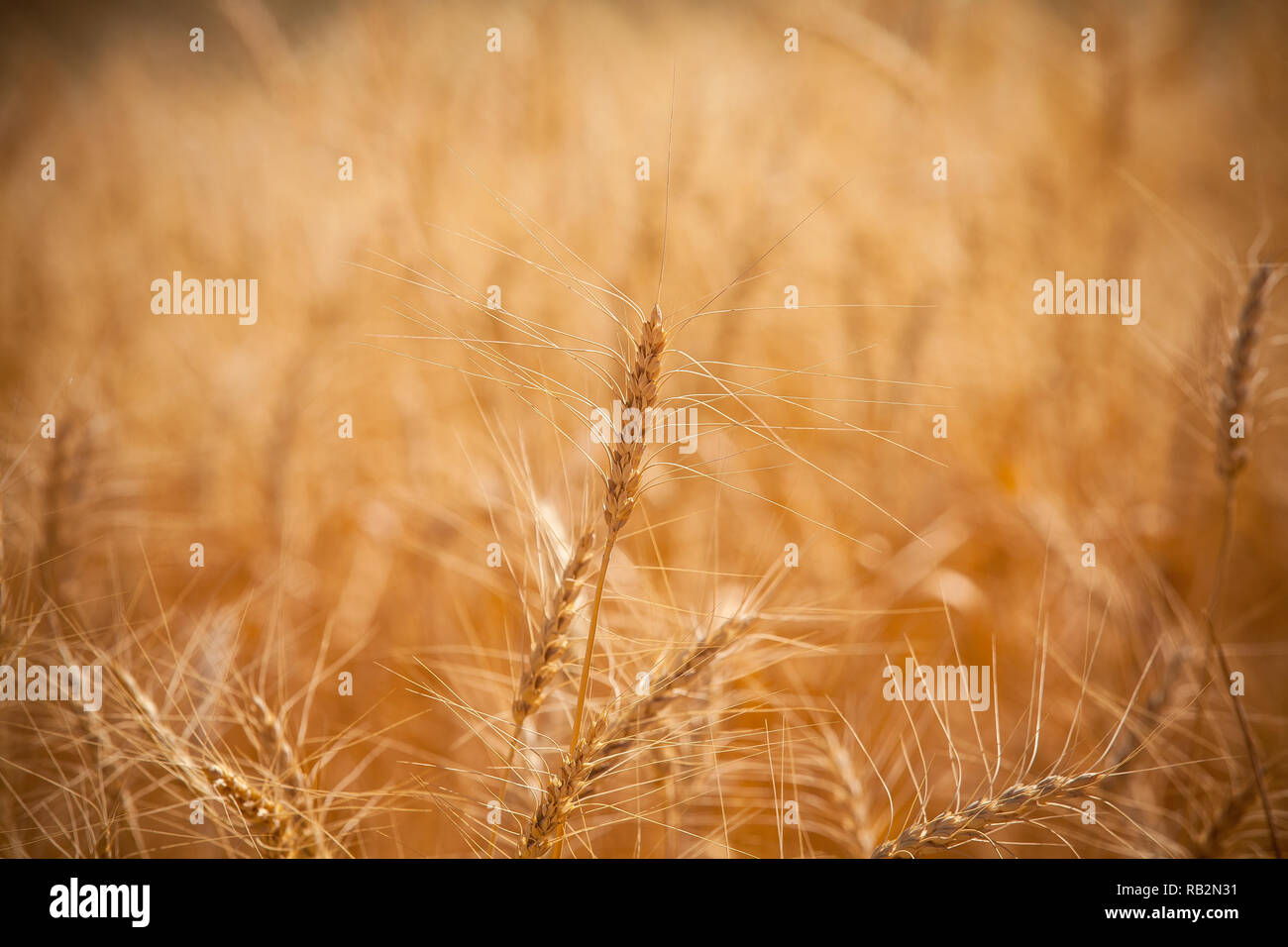 Golden barley field closer, Agriculture farm and farming concept, banner Stock Photo