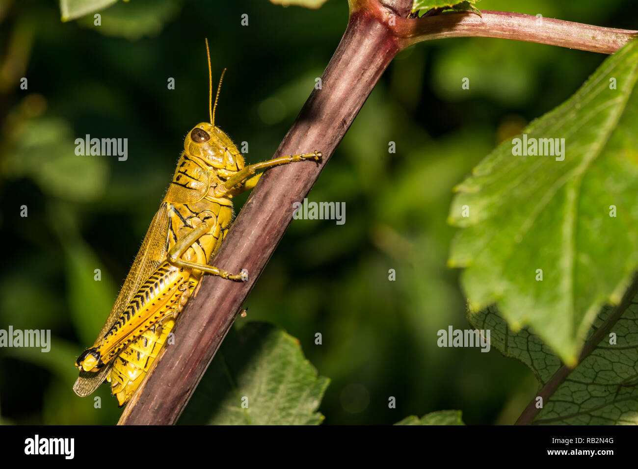 Differential (Melanoplus differentialis Stock Photo Alamy